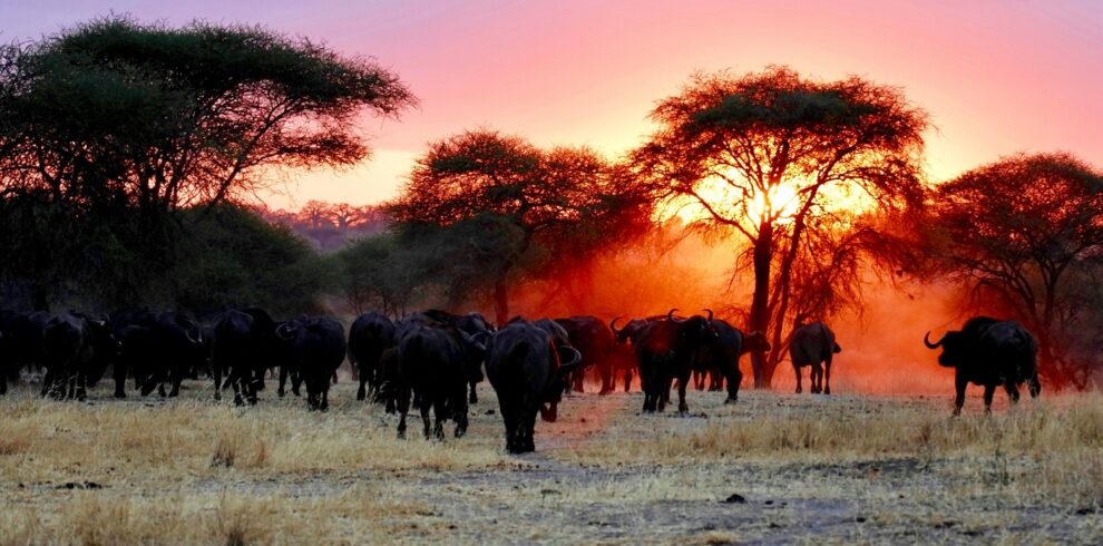 Bruno Safaris & Tours