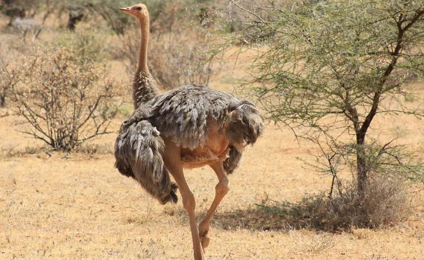 Why Kenya Remains the Best Tour Destination in Africa Despite Drought Challenges